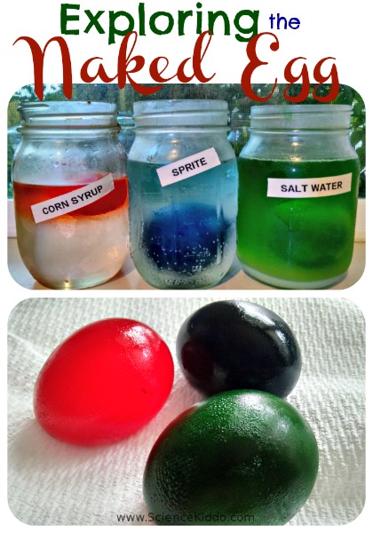 Fun Science Experiments For Kids egg