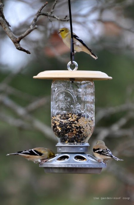 26 Easy DIY Bird Feeders That Will Attract Birds In Your ...