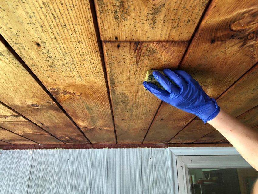 How Fast Does Mold Spread? And Tips To Clean It