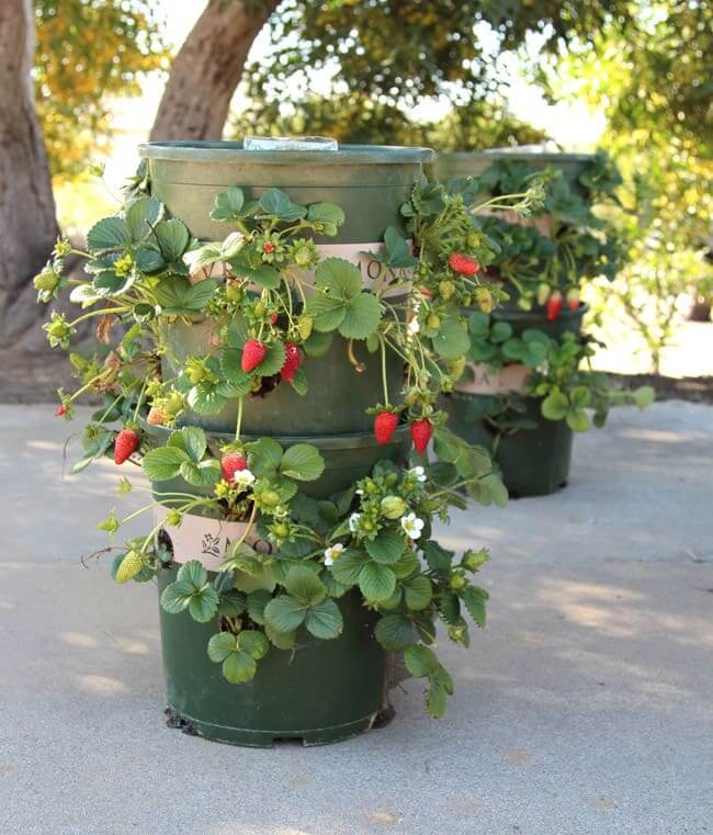 Garden planter container ideas