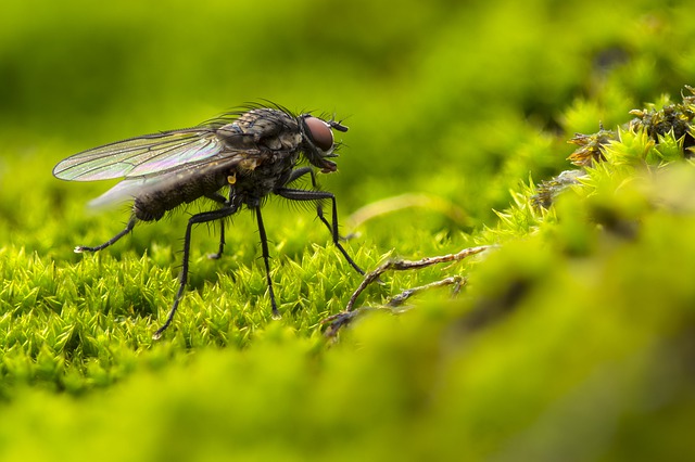 Effective And Practical Ways To Get Rid Of Flies In Your Home