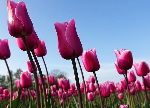 Tulip Bulbs in a Vase- How Do They Grow?