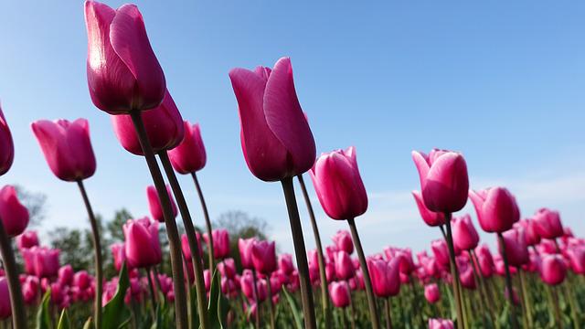 Tulip Bulbs in a Vase- How Do They Grow?