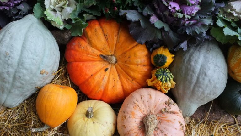 Squash vs Pumpkin: What’s the Difference