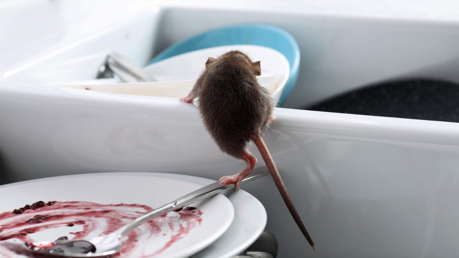 Preventing Mice Infestation in Your Home: An Advanced Guide